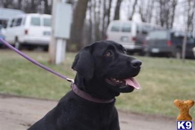 Dogs for Sale in MN